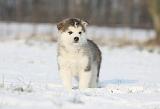 ALASKAN MALAMUTE 298